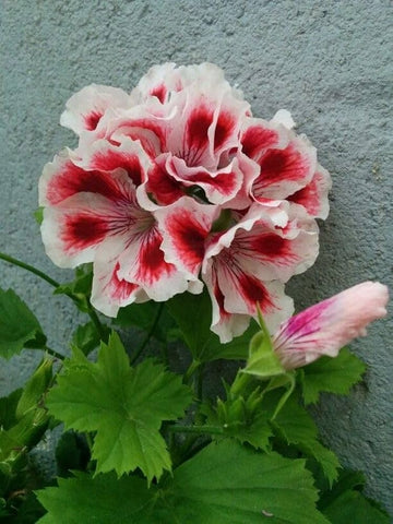 White Maroon Red Geranium Flower Seeds for Planting Perfect for Borders Heirloom & GMO Free Seeds for Home Garden
 
 Sale