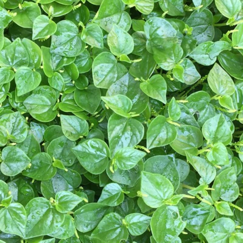 Peperomia Pellucida Rau Cang Cua Flower seeds for Planting - Fragrant Blossoms, Heirloom & GMO Free Seeds for Home Garden