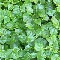 Peperomia Pellucida Rau Cang Cua Flower seeds for Planting - Fragrant Blossoms, Heirloom & GMO Free Seeds for Home Garden