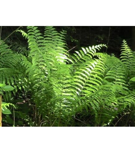 Light Green Fern Pteridophyta Seeds for Planting Garden Favorite Heirloom & GMO Free Seeds for Home Garden
 
 Sale