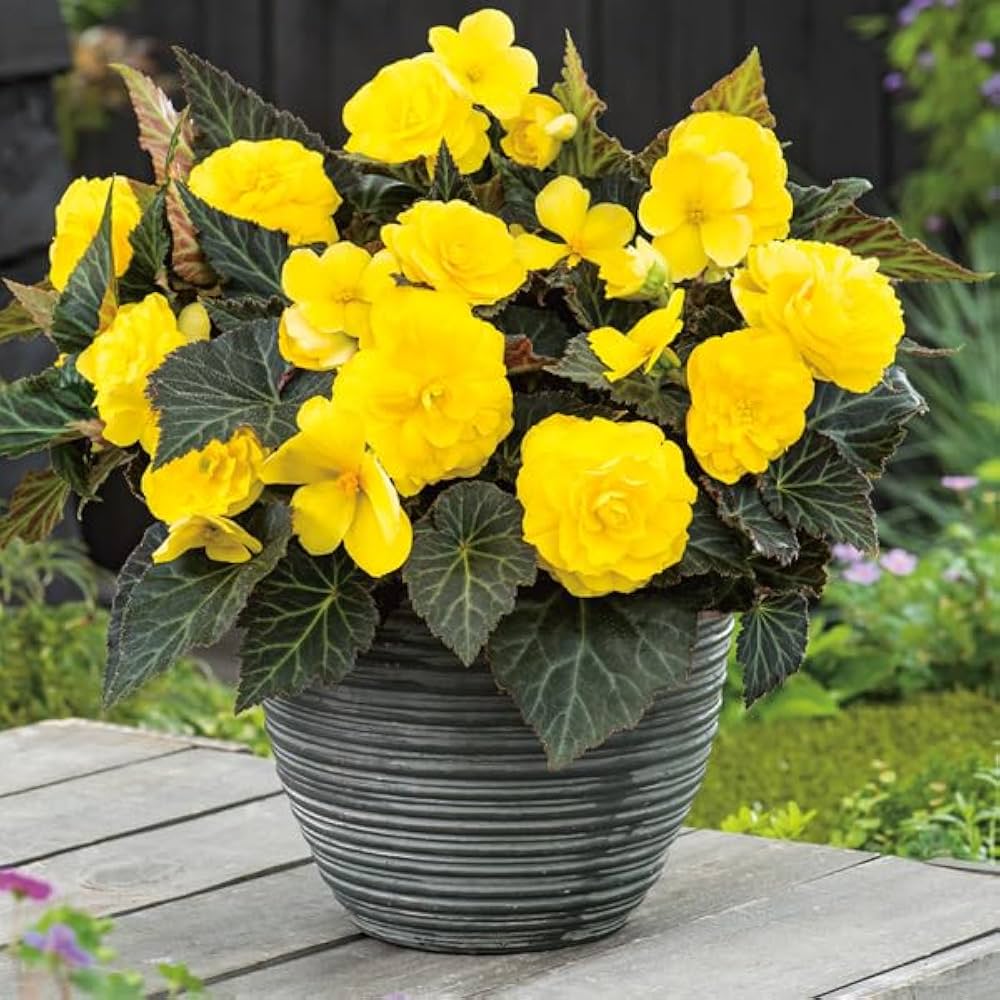 Yellow Mocca Flower seeds for Planting Vibrant Colors Heirloom & GMO Free Seeds for Home Garden
 
 Sale