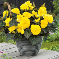 Yellow Mocca Flower seeds for Planting Vibrant Colors Heirloom & GMO Free Seeds for Home Garden
 
 Sale