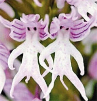 Orchis italica Flower seeds for Planting Colorful Display Heirloom & GMO Free Seeds for Home Garden