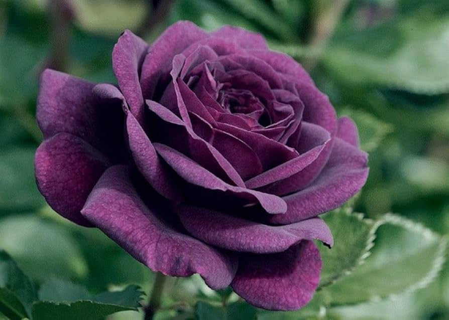 Thick Purple Flower seeds for Planting - Fragrant Blossoms, Heirloom & GMO Free Seeds for Home Garden