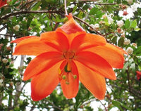 Passiflora Parritae Flower seeds for Planting, Seasonal Bloomer Heirloom & GMO Free Seeds for Home Garden