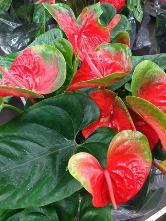 Mixed Anthurium Andraeanum Flower seeds for Planting - Bright Blooms, Heirloom & GMO Free Seeds for Home Garden
