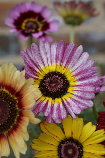 Purple Chrysanthemum Carinatum Flower seeds for Planting - Low Maintenance, Heirloom & GMO Free Seeds for Home Garden
 
 Sale seeds for home garden