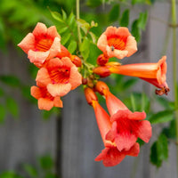 Orange Clematis Flower seeds for Planting Low Maintenance Heirloom & GMO Free Seeds for Home Garden