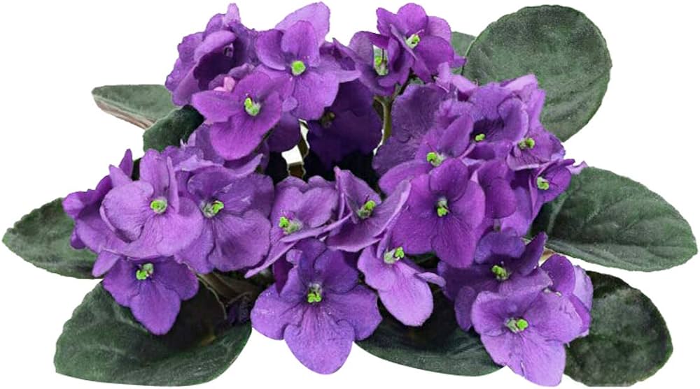 Violet Mini Violet Flower Seeds for Planting Cottage Garden Essential Heirloom & GMO Free Seeds for Home Garden
 
 Sale