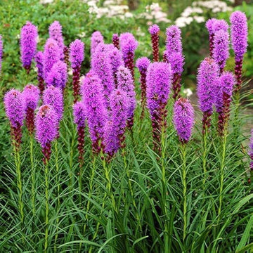Purple Liatris Flower seeds for Planting - Colorful Display, Heirloom & GMO Free Seeds for Home Garden
