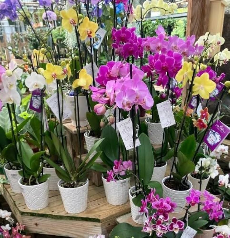 Mixed Phalaenopsis Orchid Flower seeds for Planting Shade Tolerant Heirloom & GMO Free Seeds for Home Garden