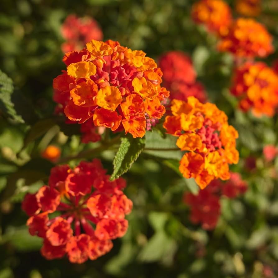 Orange Red Lantana Flower seeds for Planting - Pollinator Friendly, Heirloom & GMO Free Seeds for Home Garden