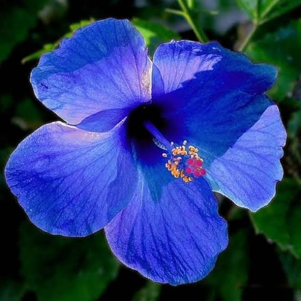 Dark Blue Hibiscus Flower Seeds for Planting Perfect for Borders Heirloom & GMO Free Seeds for Home Garden
 
 Sale