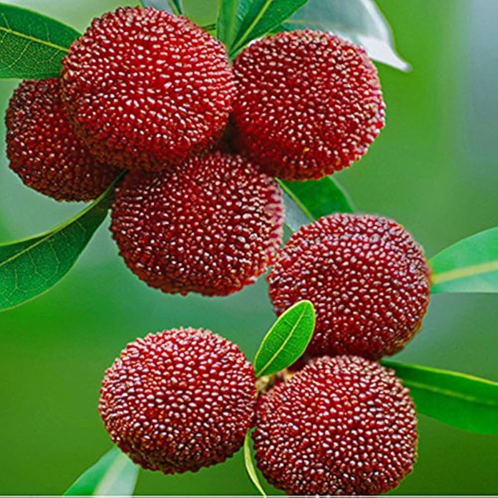 Bayberry Seeds for Planting - High Quality