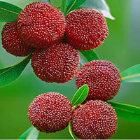 Bayberry Seeds for Planting - High Quality