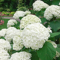 Hydrangea Flower Seeds Flower seeds for Planting Garden Favorite Heirloom & GMO Free Seeds for Home Garden