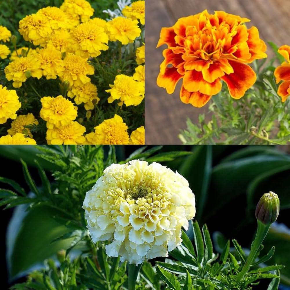 Marigold Flower seeds for Planting - Wildflower Mix, Heirloom & GMO Free Seeds for Home Garden