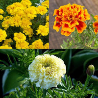 Marigold Flower seeds for Planting - Wildflower Mix, Heirloom & GMO Free Seeds for Home Garden
