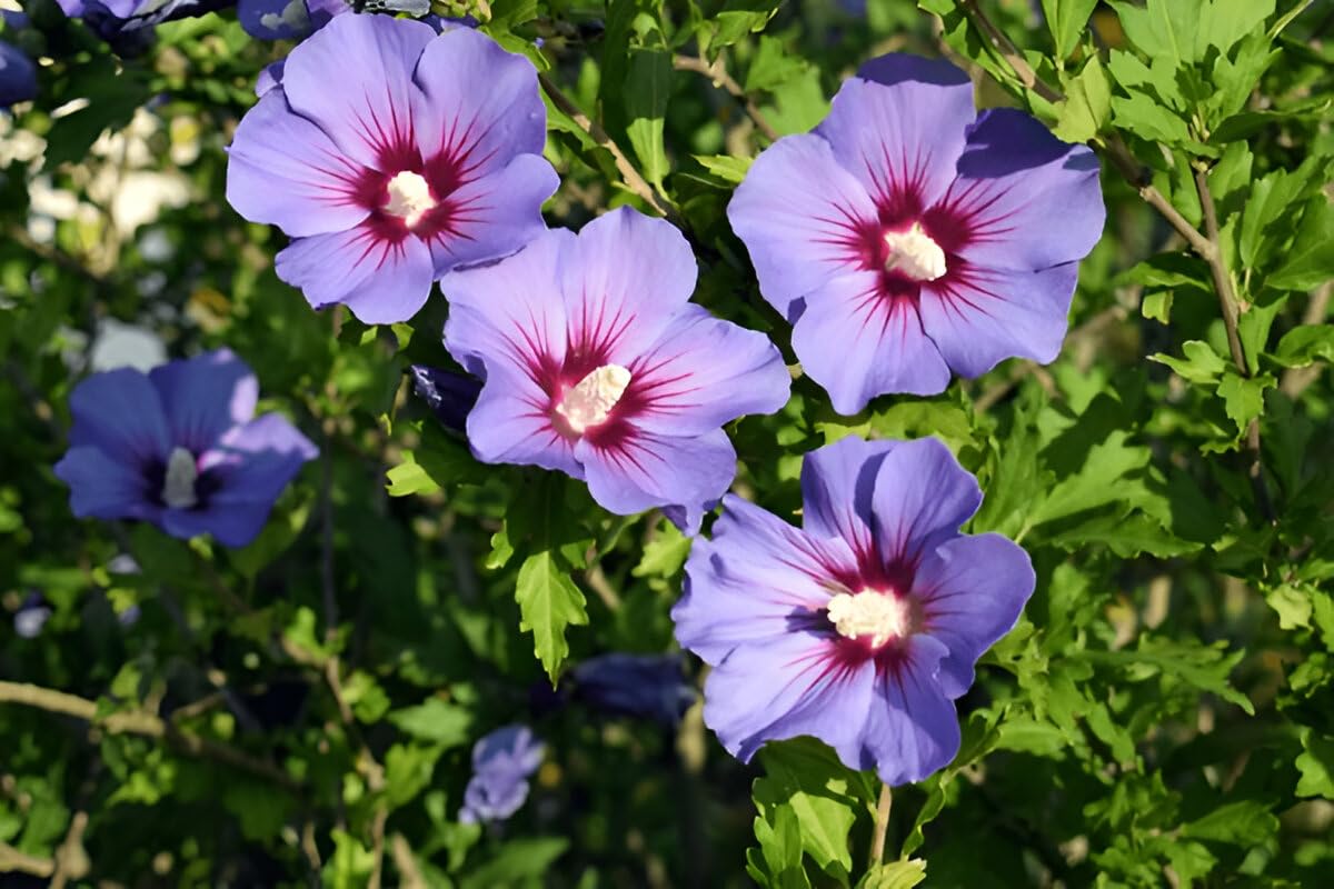Violet Hibiscus Flower seeds for Planting - Pollinator Friendly, Heirloom & GMO Free Seeds for Home Garden