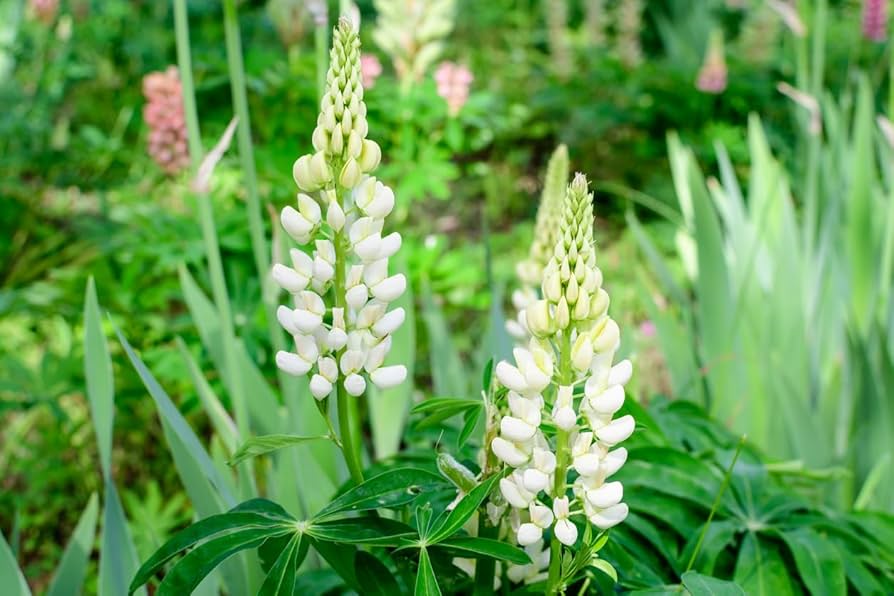 Lupinus Albus Flower seeds for Planting - Long Bloom Season, Heirloom & GMO Free Seeds for Home Garden