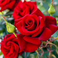 Rose Flower seeds for Planting Seasonal Bloomer Heirloom & GMO Free Seeds for Home Garden