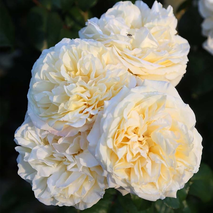 Moonlight Rose Flower seeds for Planting - Pollinator Friendly, Heirloom & GMO Free Seeds for Home Garden
 
 Sale