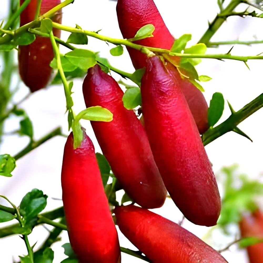 Finger Fruit Seeds - Planting Guide for Successful Growth Seeds