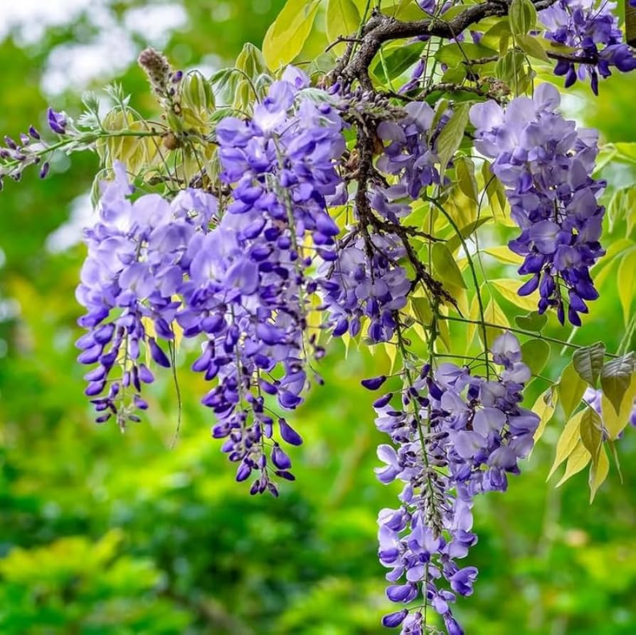 Wisteria Purple Flower seeds for Planting - Long Bloom Season, Heirloom & GMO Free Seeds for Home Garden