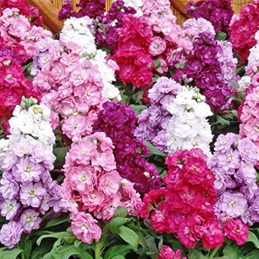 Matthiola Incana Multi-Colour Flower seeds for Planting - Vibrant Colors, Heirloom & GMO Free Seeds for Home Garden