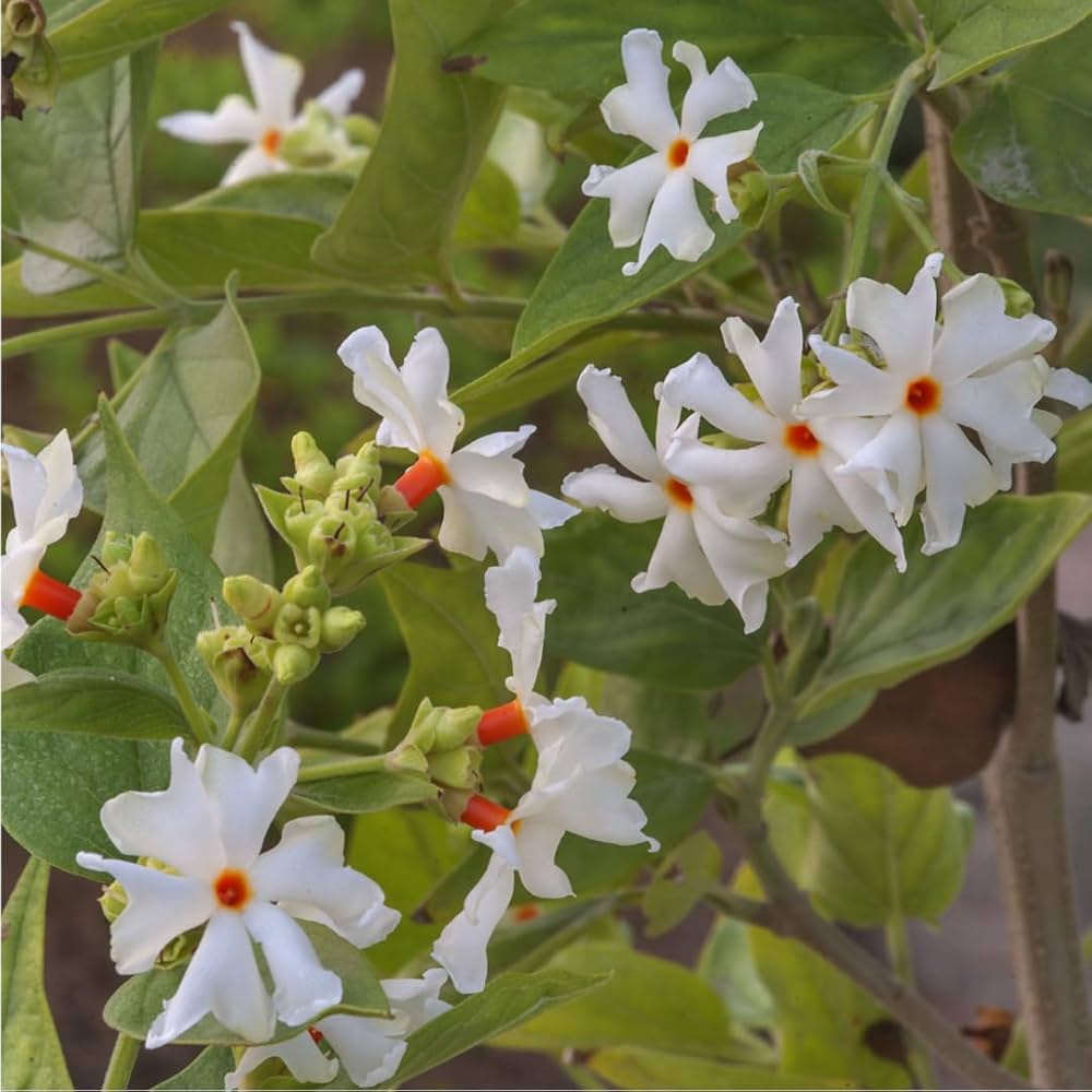 Coral Jasmine Flower Planting Seeds for Vibrant Garden Blooms