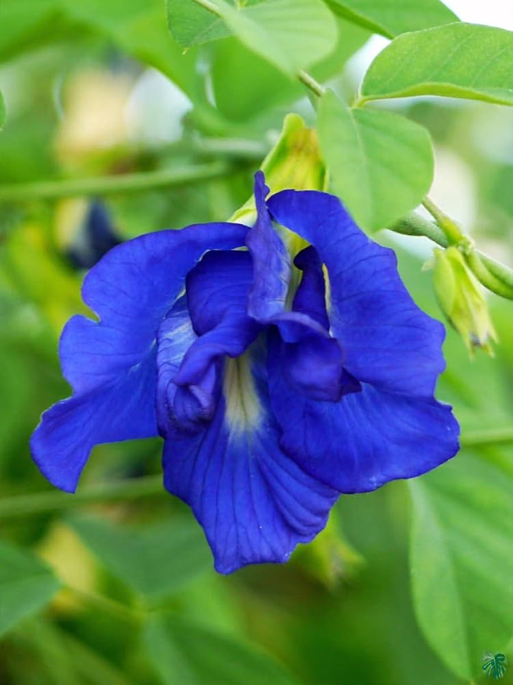 Heirloom Clitoria Ternatea Flower seeds for Planting Hardy Variety Heirloom & GMO Free Seeds for Home Garden