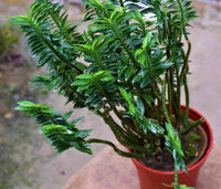 Green Pedilanthus Flower seeds for Planting - Garden Favorite, Heirloom & GMO Free Seeds for Home Garden