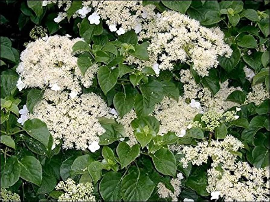 Climbing Hydrangea Seeds (KletterhortensieFlowerssamen)