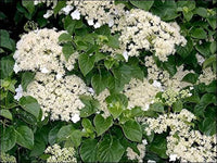 Climbing Hydrangea Seeds (KletterhortensieFlowerssamen)