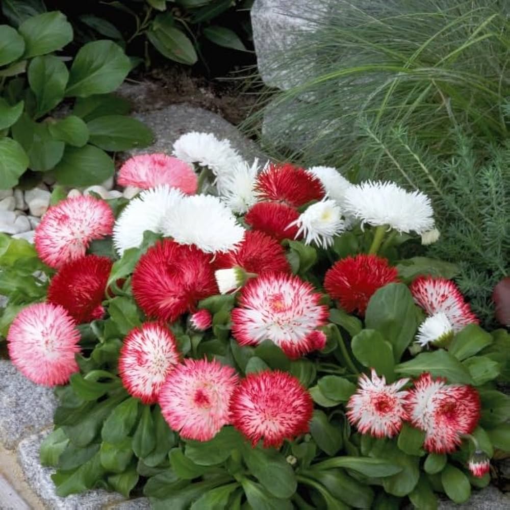 Pink White Bellis Flower seeds for Planting Wildflower Mix Heirloom & GMO Free Seeds for Home Garden 
 
 Sale