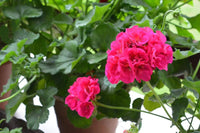 Pink Big Blooms Geranium Flower Seeds for Planting Perfect for Borders Heirloom & GMO Free Seeds for Home Garden
 
 Sale