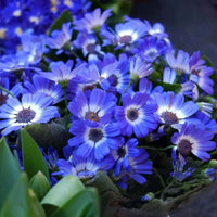 Cineraria Mixed Flower Seeds for Planting flower bed