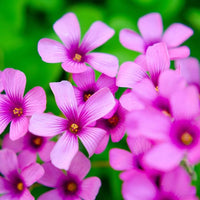 Magenta Flower seeds for Planting Shade Tolerant Heirloom & GMO Free Seeds for Home Garden