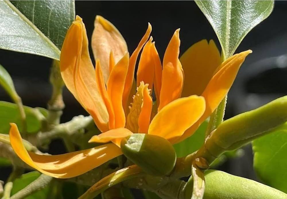 Chempaca Flower seeds for Planting - Fragrant Blossoms, Heirloom & GMO Free Seeds for Home Garden