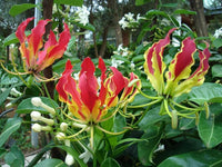 Gloriosa Flower seeds for Planting - Shade Tolerant, Heirloom & GMO Free Seeds for Home Garden
