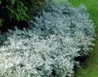 Dusty Miller Silverdust Senecio cineraria Seeds for Planting border garden flower bed