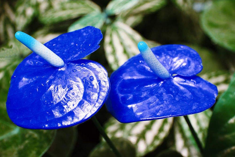 Blue Anthurium for Planting Hardy Variety Heirloom & GMO Free Seeds for Home Garden
 
 Sale