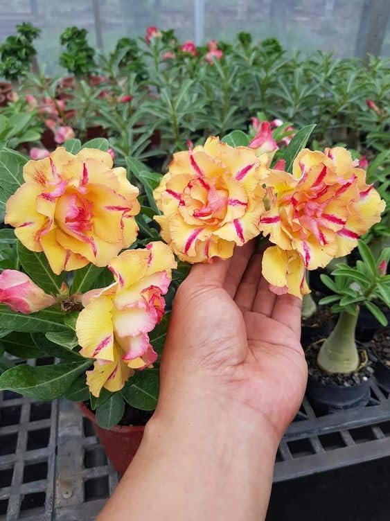 Red Light Yellow Adenium Flower Seeds for Planting Drought Tolerant Heirloom & GMO Free Seeds for Home Garden
 
 Sale