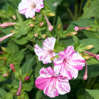 Pink White Mirabilis Flower Seeds for Planting – Heirloom NonGMO Organic Garden Seeds with High Germination
 
 Sale