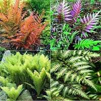 Mixed Color Fern Pteridophyta Flower Seeds for Planting heirloom & Non GMO Seeds Sun Loving 
 
 Sale