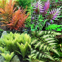 MultiColour Fern for Planting heirloom & Non GMO Seeds Seasonal Bloomer 
 
 Sale