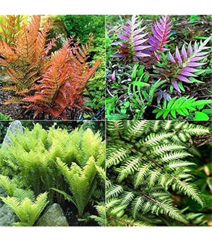 Mixed Color Fern for Planting Premium Quality Heirloom & GMO Free Seeds for Home Garden
 
 Sale