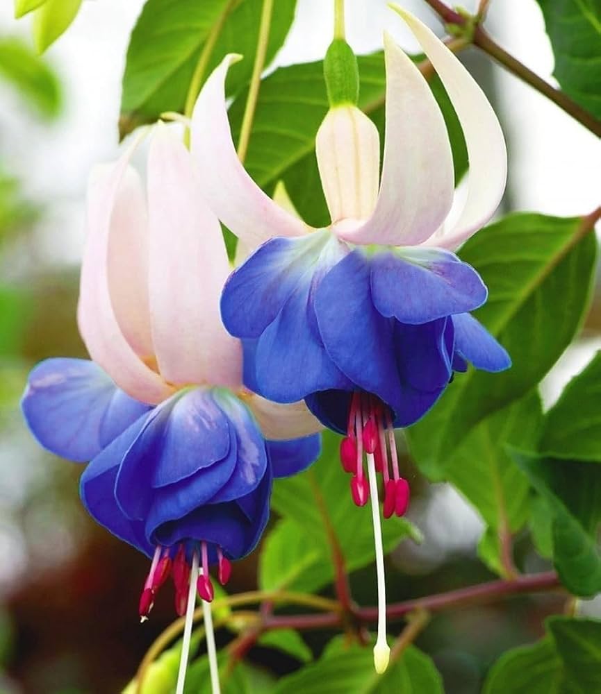 Fuchsia Blue White Flower seeds for Planting Seasonal Bloomer Heirloom & GMO Free Seeds for Home Garden