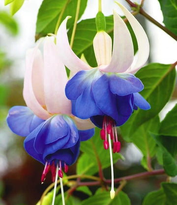 Sky Blue Fuchsia Flower Seeds – Fragrant Blossoms Heirloom & NonGMO for Home Garden
 
 Sale