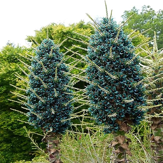 Sky Blue Puya Santosii Flower Seeds for Planting Pollinator Friendly Heirloom & GMO Free Seeds for Home Garden
 
 Sale